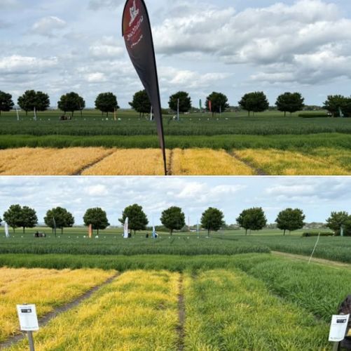  BIO pH control vízlágyító, permetlé pH-beállító, hatásfokozó, 500 Ft/hektár költség